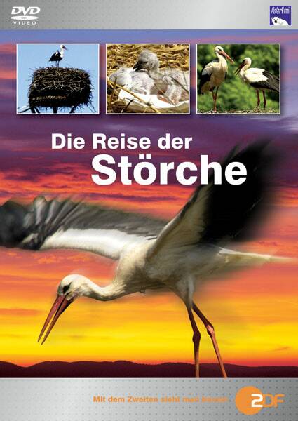 DVD Polarfilm Die Reise der Stoerche.jpg
